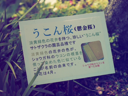 伊豆四季の花公園　花foto　14枚