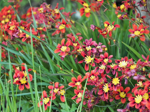 伊豆四季の花公園　花foto　14枚