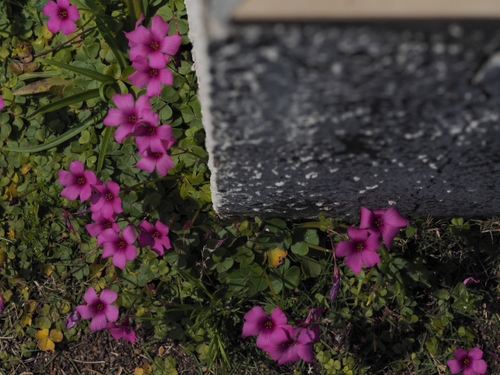 伊豆四季の花公園　花foto　14枚