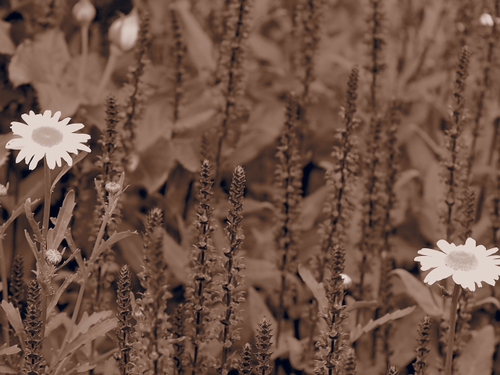 お花あれこれｆｏｔｏ　花菜ガーデン