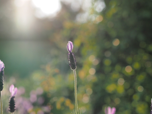 お花あれこれｆｏｔｏ　花菜ガーデン
