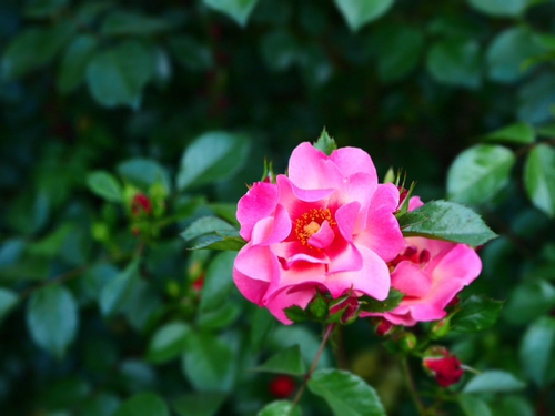 お花あれこれｆｏｔｏ　花菜ガーデン