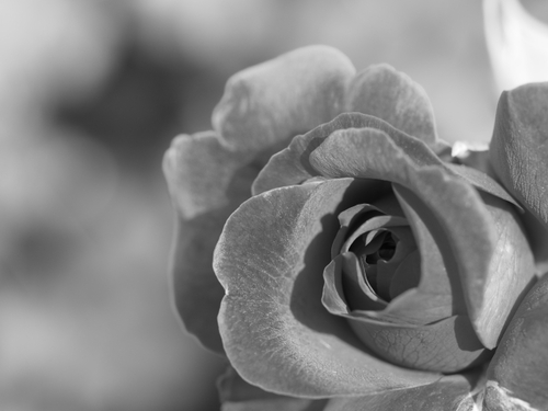 お花あれこれｆｏｔｏ　花菜ガーデン