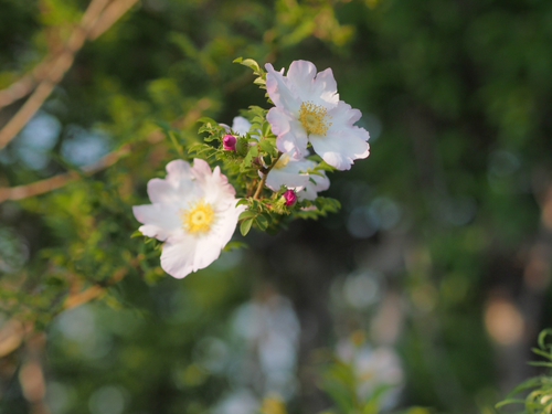 お花あれこれｆｏｔｏ　花菜ガーデン