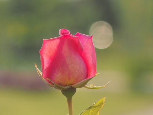 お花あれこれｆｏｔｏ　花菜ガーデン