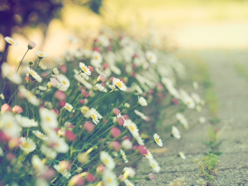 お花あれこれｆｏｔｏ　花菜ガーデン