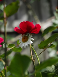 赤い薔薇♪　　横浜イングリッシュガーデン 2015/05/26 21:52:50