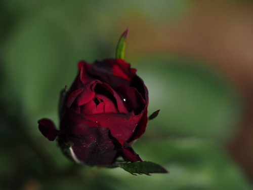 赤い薔薇♪　　横浜イングリッシュガーデン
