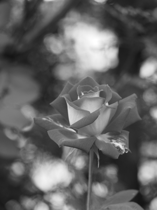 赤い薔薇♪　　横浜イングリッシュガーデン