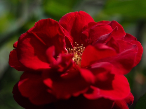 赤い薔薇♪　　横浜イングリッシュガーデン