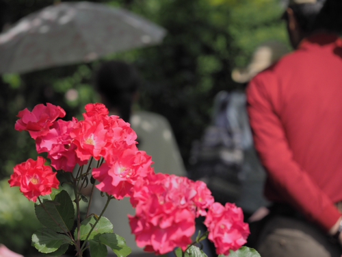 赤い薔薇♪　　横浜イングリッシュガーデン