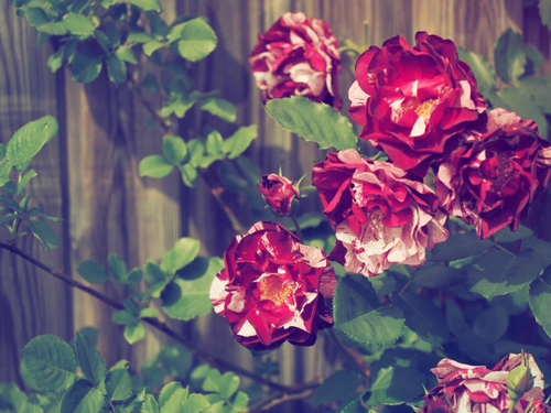赤い薔薇♪　　横浜イングリッシュガーデン