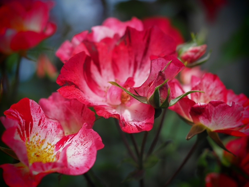 赤い薔薇♪　　横浜イングリッシュガーデン