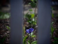 花fotoあれこれ　横浜イングリッシュガーデン 2015/05/28 21:46:48
