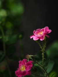 トゲ棘とげの薔薇　横浜イングリッシュガーデン 2015/06/01 14:25:22