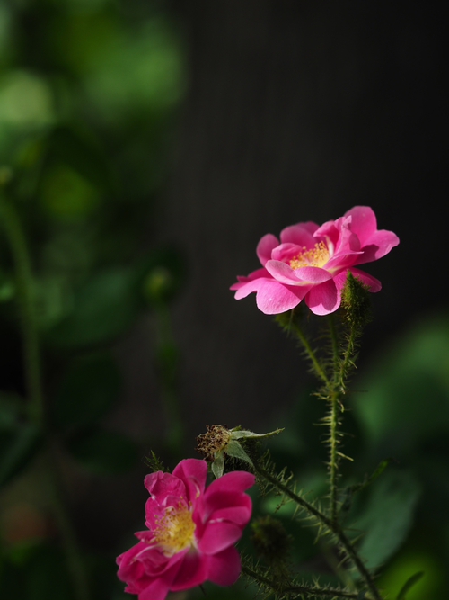 トゲ棘とげの薔薇　横浜イングリッシュガーデン