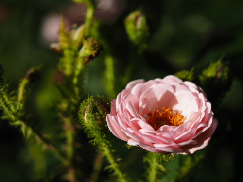 トゲ棘とげの薔薇　横浜イングリッシュガーデン