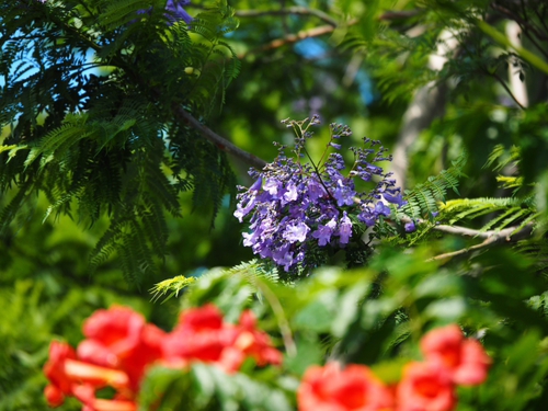今年も家の近所の紫色のジャカランダの花が咲き始めました♪