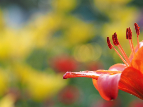 海岸付近　６月２２日の公園の花