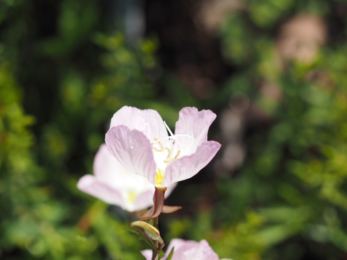 海岸付近　６月２２日の公園の花