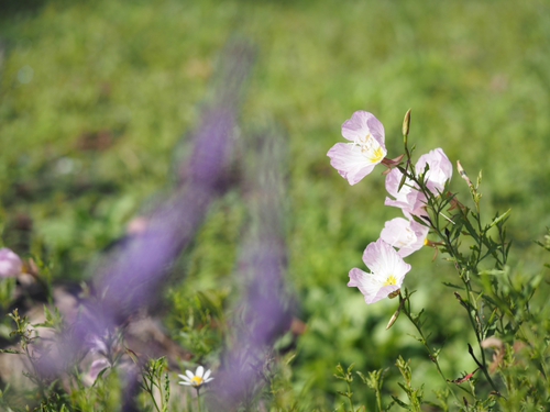 海岸付近　６月２２日の公園の花