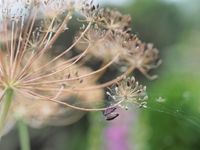 6月終わりの浜名湖ガーデンパークの花ｆｏｔｏ　19枚
