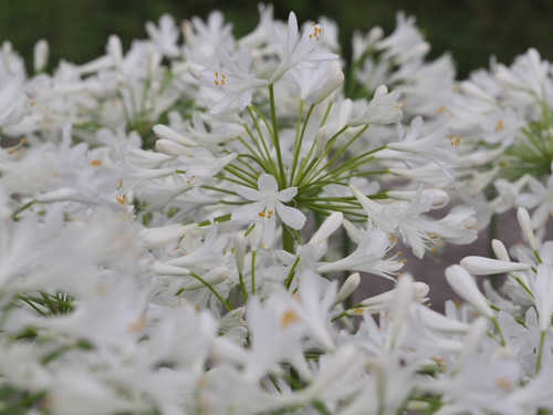6月終わりの浜名湖ガーデンパークの花ｆｏｔｏ　19枚