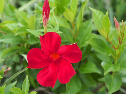 6月終わりの浜名湖ガーデンパークの花ｆｏｔｏ　19枚