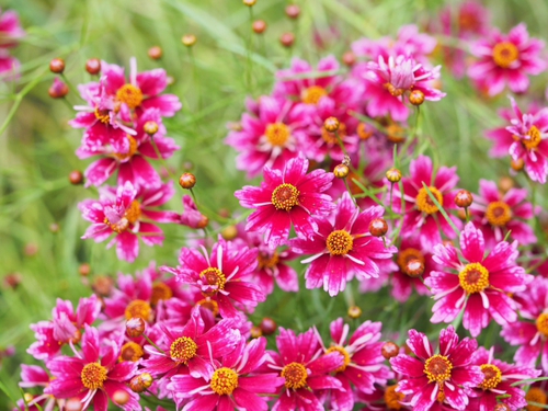 6月終わりの浜名湖ガーデンパークの花ｆｏｔｏ　19枚