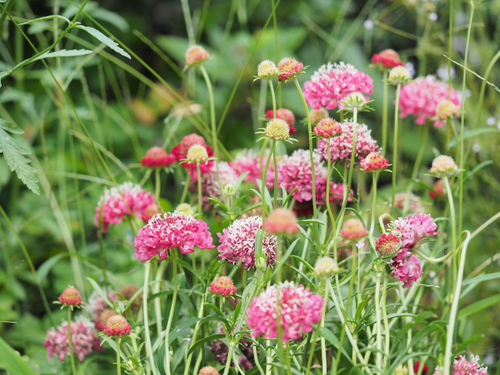 6月終わりの浜名湖ガーデンパークの花ｆｏｔｏ　19枚