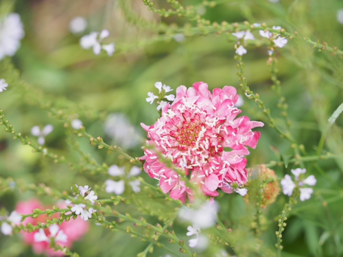 6月終わりの浜名湖ガーデンパークの花ｆｏｔｏ　19枚