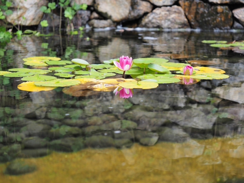 6月終わりの浜名湖ガーデンパークの花ｆｏｔｏ　19枚
