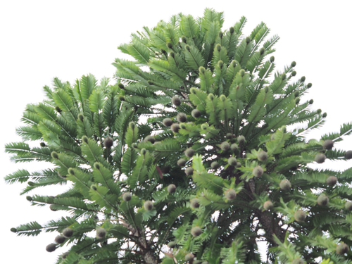 6月終わりの浜名湖ガーデンパークの花ｆｏｔｏ　19枚