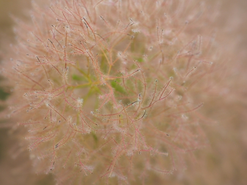 6月終わりの浜名湖ガーデンパークの花ｆｏｔｏ　19枚