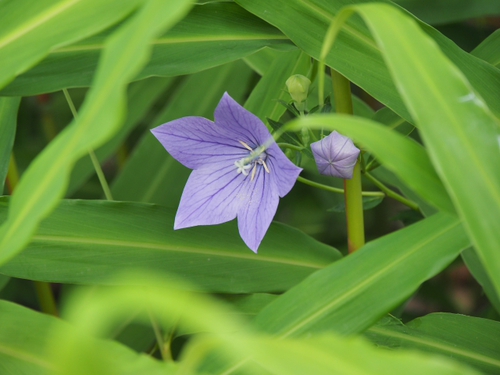 6月終わりの浜名湖ガーデンパークの花ｆｏｔｏ　19枚