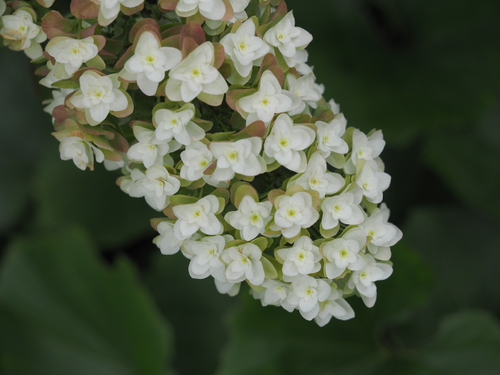 6月終わりの浜名湖ガーデンパークの花ｆｏｔｏ　19枚
