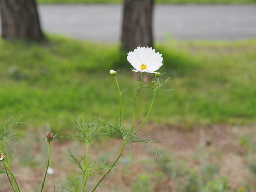 6月終わりの浜名湖ガーデンパークの花ｆｏｔｏ　19枚
