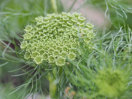 6月終わりの浜名湖ガーデンパークの花ｆｏｔｏ　19枚