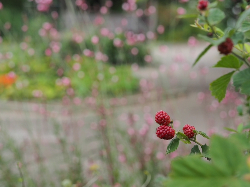 6月終わりの浜名湖ガーデンパークの花ｆｏｔｏ　19枚