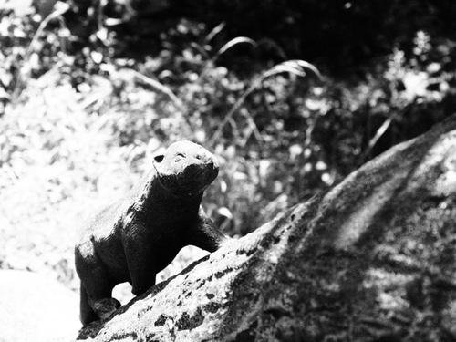 可愛い動物に出会える山の中の静かな橋