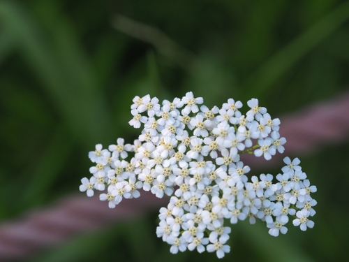 6月上旬の箱根湿生花園の花ｆｏｔｏ17枚