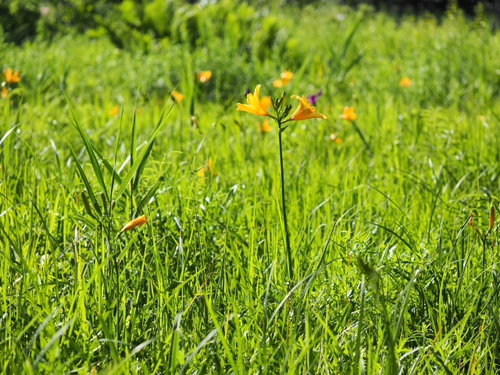 6月上旬の箱根湿生花園の花ｆｏｔｏ17枚
