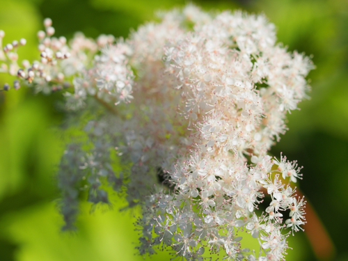 6月上旬の箱根湿生花園の花ｆｏｔｏ17枚