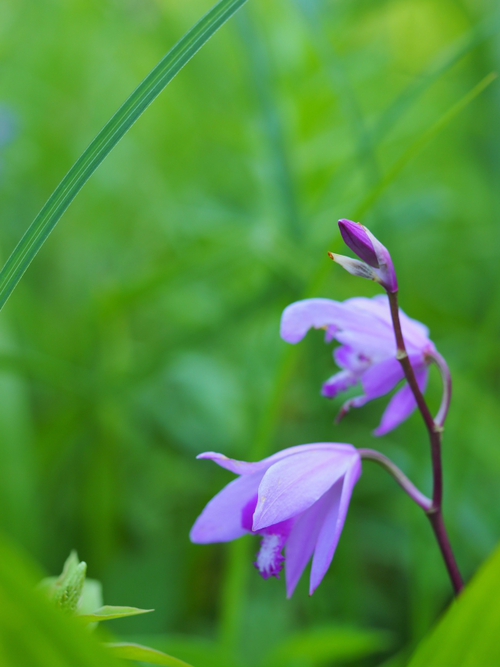 6月上旬の箱根湿生花園の花ｆｏｔｏ17枚