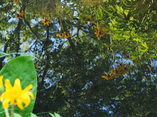 6月上旬の箱根湿生花園の花ｆｏｔｏ17枚