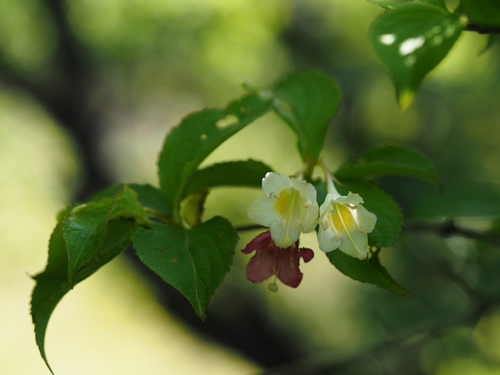 6月上旬の箱根湿生花園の花ｆｏｔｏ17枚