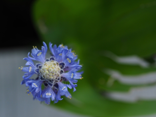 6月上旬の箱根湿生花園の花ｆｏｔｏ17枚