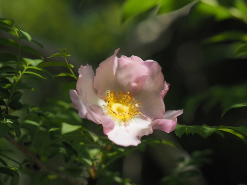 6月上旬の箱根湿生花園の花ｆｏｔｏ17枚