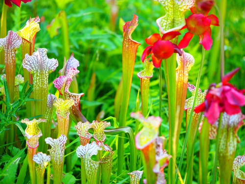 6月上旬の箱根湿生花園の花ｆｏｔｏ17枚