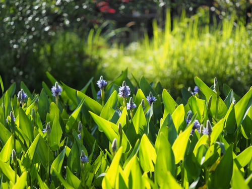 6月上旬の箱根湿生花園の花ｆｏｔｏ17枚